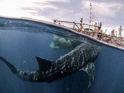 2 classificato: Zaffignani Marco Incontro-con gli squali balena a Papua Ovest